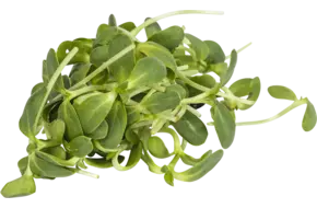 Zonnebloem cress 50gr
